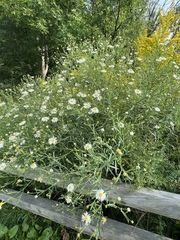 Boltonia asteroides