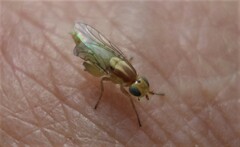 Meromyza saltatrix
