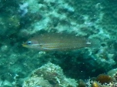 Halichoeres chrysotaenia