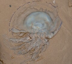 Rhizostoma octopus