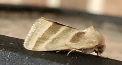 Schinia trifascia