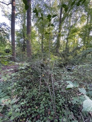 Viburnum setigerum