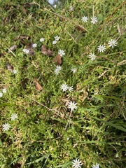 Stellaria flaccida