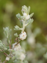 Dissocarpus paradoxus