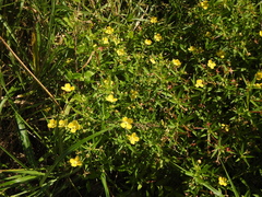 Ludwigia octovalvis