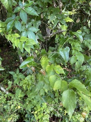 Smilax bona-nox