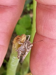 Acrotylus