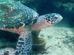 Eretmochelys imbricata
