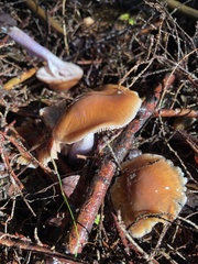 Cortinarius mucosus