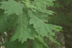 Quercus velutina