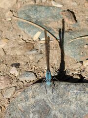 Argia lugens