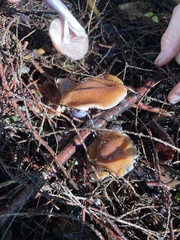 Cortinarius mucosus