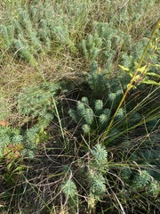 Euphorbia cyparissias
