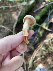 Lactarius rubidus
