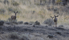Odocoileus hemionus hemionus