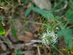 Thelypodium wrightii