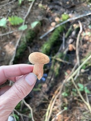 Lactarius rubidus