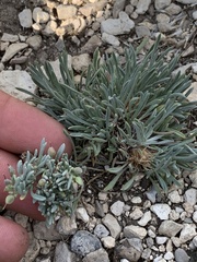 Townsendia hookeri