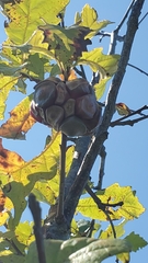 Andricus quercusstrobilanus