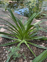 Hymenocallis liriosme