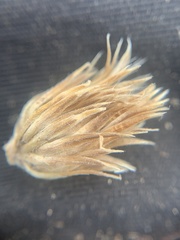 Townsendia hookeri
