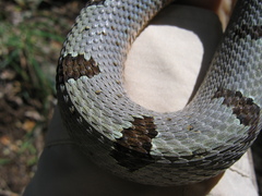 Crotalus lepidus klauberi