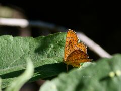 Riodinidae