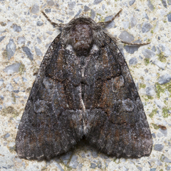 Chytonix sensilis