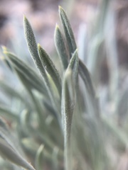 Townsendia hookeri