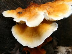 Pycnoporellus