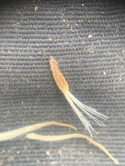 Townsendia hookeri