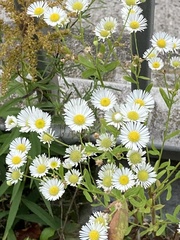 Erigeron annuus