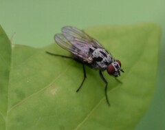 Anthomyia