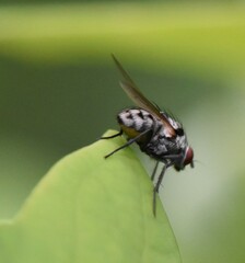 Anthomyia