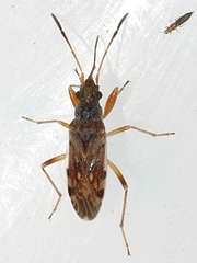 Rhyparochromidae