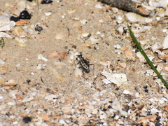 Ellipsoptera marginata
