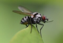 Anthomyia