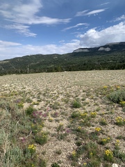Townsendia hookeri