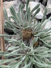 Townsendia hookeri