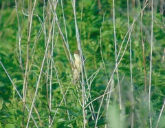 Acrocephalus palustris