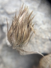 Townsendia hookeri
