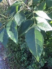 Fraxinus americana