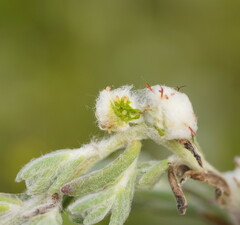 Dissocarpus paradoxus