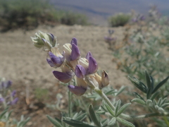 Lupinus padre-crowleyi