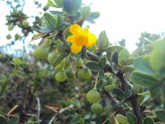 Berberis microphylla