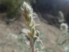 Lupinus padre-crowleyi