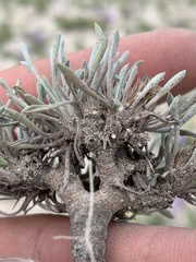 Townsendia hookeri