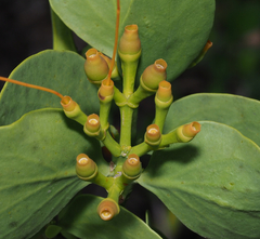 Psittacanthus schiedeanus