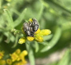 Odontocorynus