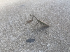 Mantodea